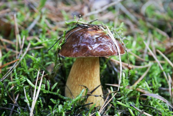 Podgrzybek - bardzo wszechstronny grzyb kulinarny