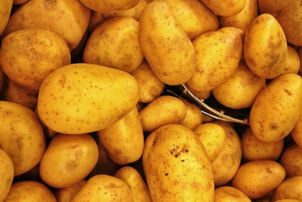 Ziemniaki - historia i teraźniejszość polskiej kuchni